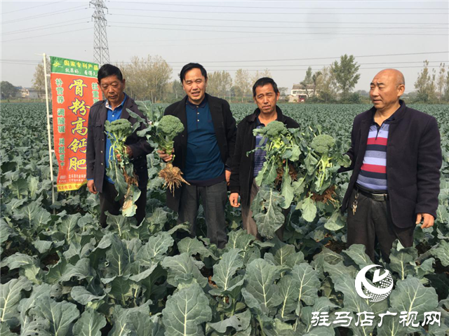 攜手北沃 見證豐收 ——北沃高鈣肥再顯神威，表現(xiàn)驚艷眾人！