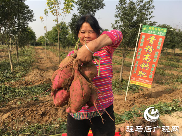 攜手北沃 見證豐收 ——北沃高鈣肥再顯神威，表現(xiàn)驚艷眾人！