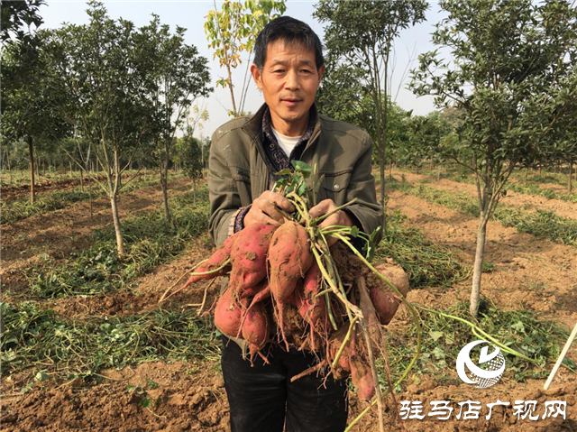攜手北沃 見證豐收 ——北沃高鈣肥再顯神威，表現(xiàn)驚艷眾人！