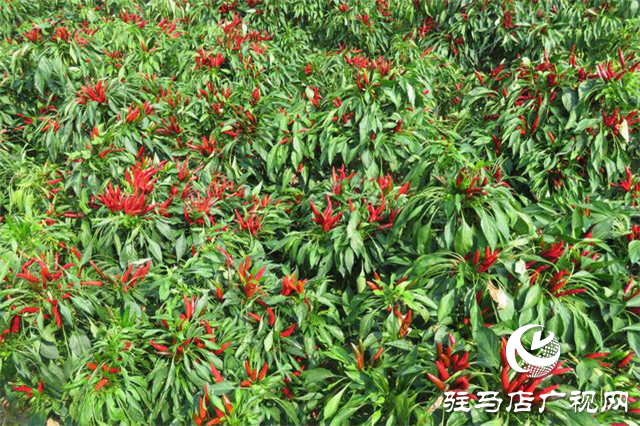 攜手北沃 見證豐收 ——北沃高鈣肥再顯神威，表現(xiàn)驚艷眾人！