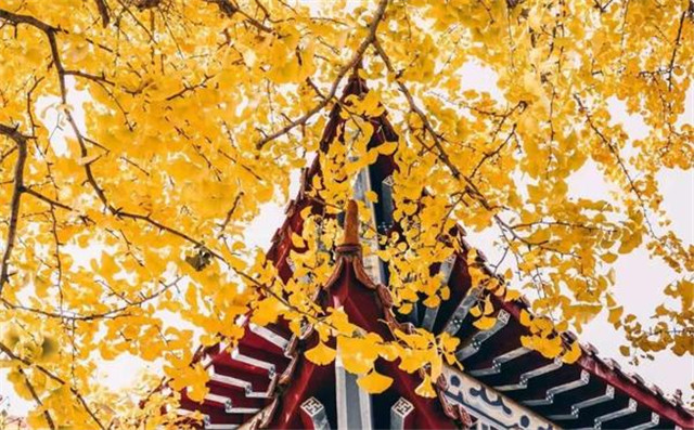 “古剎秋景惹人醉，金色滿園迎賓朋”——嵩山少林寺千年銀杏已到了一年之中最美時(shí)節(jié)！
