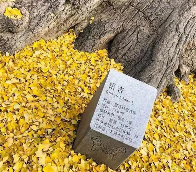 “古剎秋景惹人醉，金色滿園迎賓朋”——嵩山少林寺千年銀杏已到了一年之中最美時(shí)節(jié)！