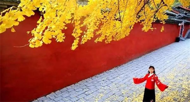 “古剎秋景惹人醉，金色滿園迎賓朋”——嵩山少林寺千年銀杏已到了一年之中最美時(shí)節(jié)！