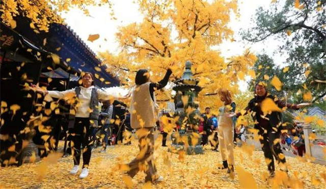 “古剎秋景惹人醉，金色滿園迎賓朋”——嵩山少林寺千年銀杏已到了一年之中最美時(shí)節(jié)！
