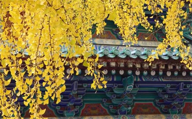 “古剎秋景惹人醉，金色滿園迎賓朋”——嵩山少林寺千年銀杏已到了一年之中最美時(shí)節(jié)！