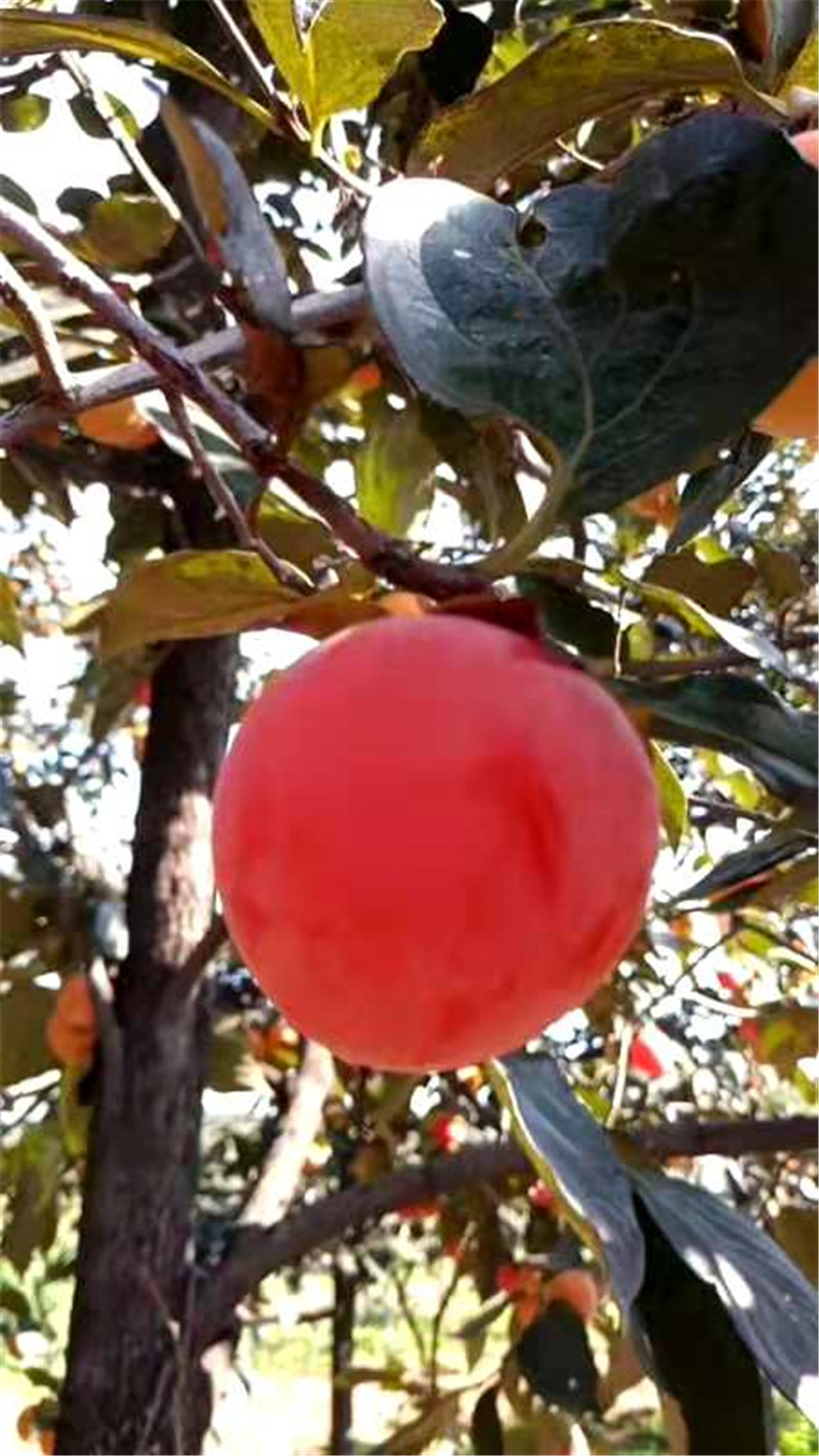 正是老家好時節(jié)，醉美河南惹人來