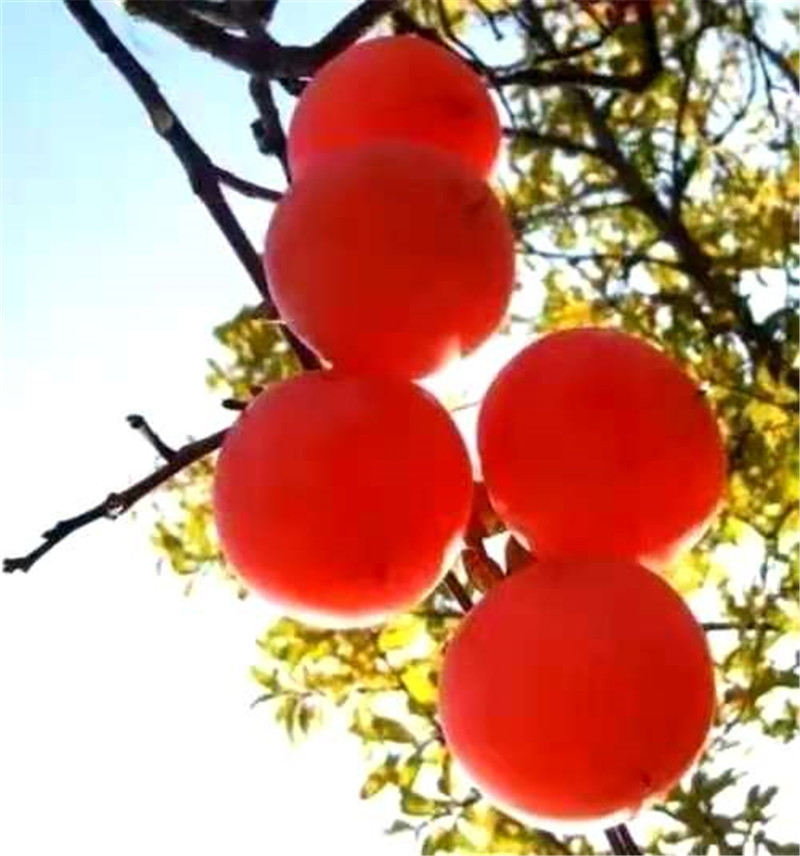 正是老家好時節(jié)，醉美河南惹人來