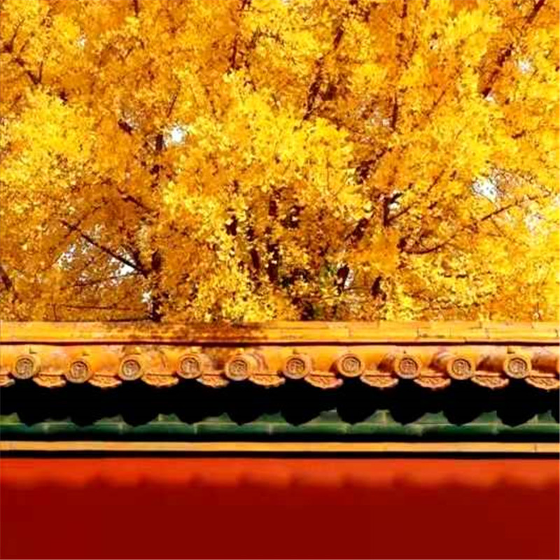 正是老家好時節(jié)，醉美河南惹人來