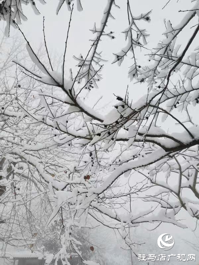 駐馬店2020年第一場(chǎng)雪“到貨” 老樂山銀裝素裹猶如仙境
