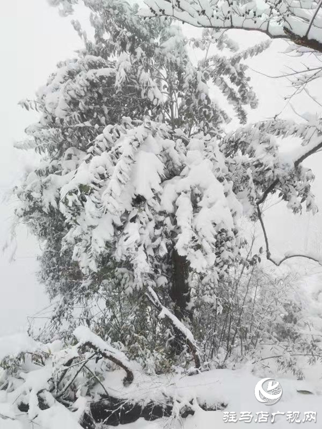 駐馬店2020年第一場(chǎng)雪“到貨” 老樂山銀裝素裹猶如仙境