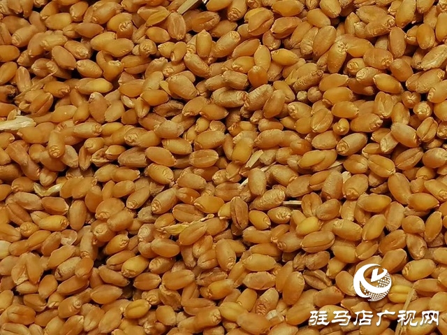 專家見(jiàn)證：麥?zhǔn)鞂毚箫@神威，畝均增產(chǎn)220斤！