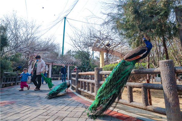 鄭州市動物園孔雀進入最佳觀賞期 錯過再等一年