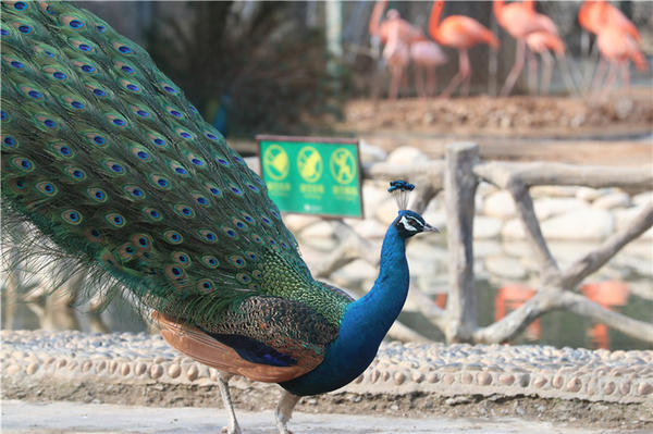 鄭州市動物園孔雀進入最佳觀賞期 錯過再等一年