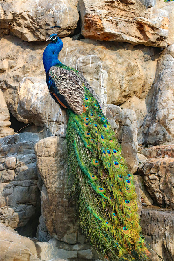 鄭州市動物園孔雀進入最佳觀賞期 錯過再等一年