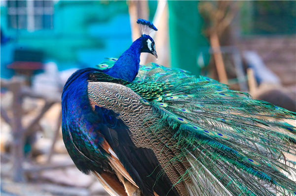鄭州市動物園孔雀進入最佳觀賞期 錯過再等一年