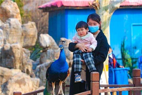鄭州市動物園孔雀進入最佳觀賞期 錯過再等一年