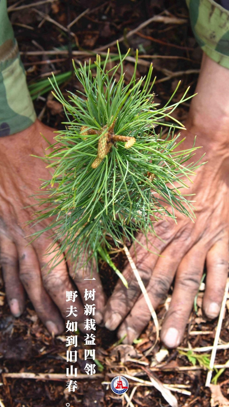 新華全媒+丨植樹傳統(tǒng)，從古詩中走來