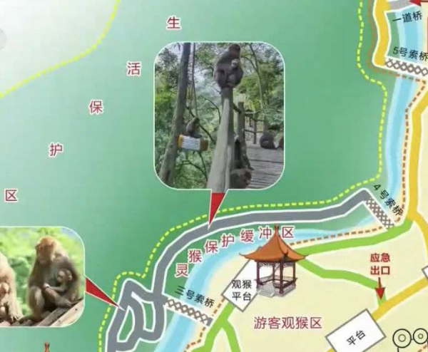 峨眉山猴子被拘留？假的！峨眉山猴子是國家二級保護動物