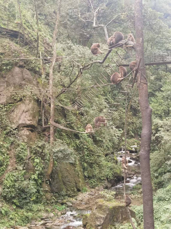 峨眉山猴子被拘留？假的！峨眉山猴子是國家二級保護動物