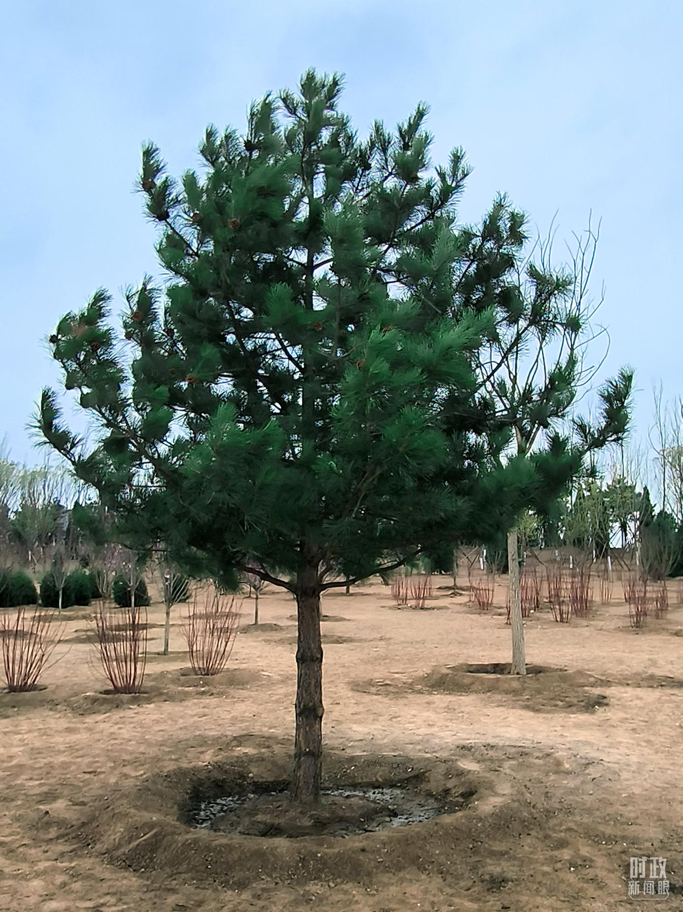 時(shí)政新聞眼丨在今年首都義務(wù)植樹現(xiàn)場，習(xí)近平這三句話飽含深意