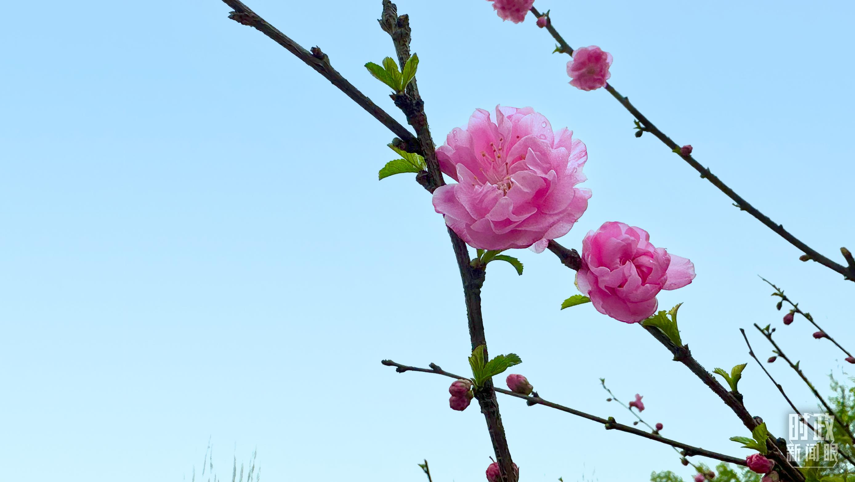 時(shí)政新聞眼丨在今年首都義務(wù)植樹現(xiàn)場，習(xí)近平這三句話飽含深意