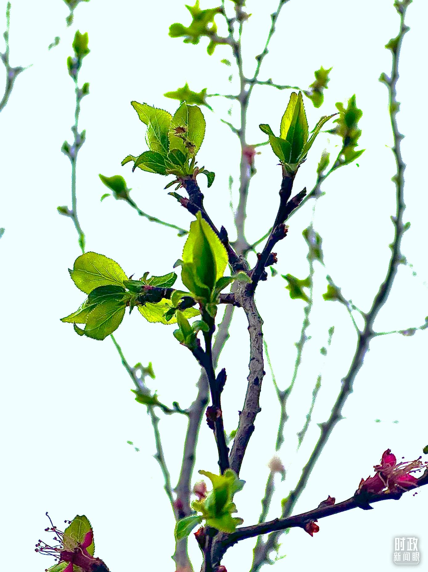 時(shí)政新聞眼丨在今年首都義務(wù)植樹現(xiàn)場，習(xí)近平這三句話飽含深意