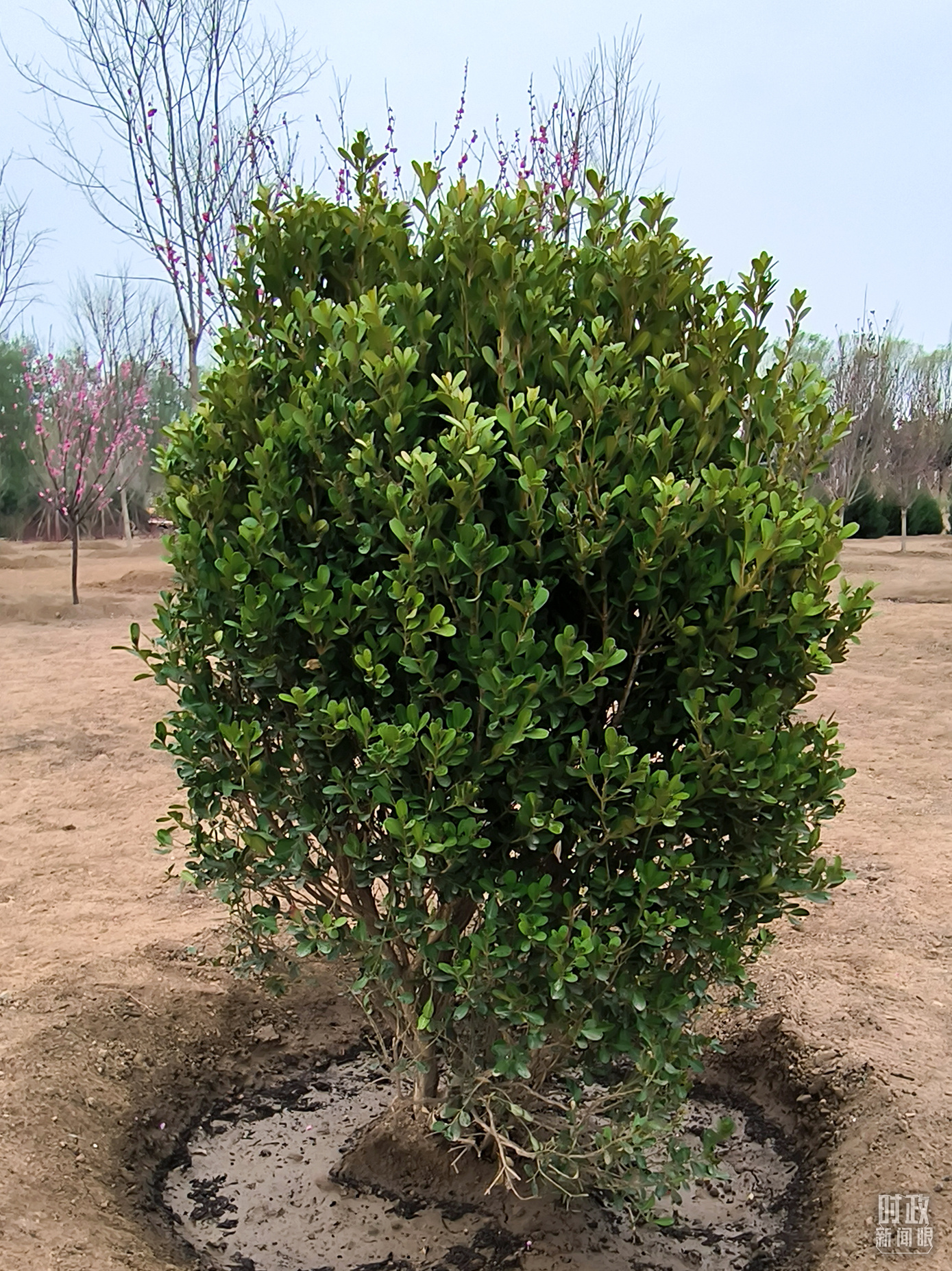 時(shí)政新聞眼丨在今年首都義務(wù)植樹現(xiàn)場，習(xí)近平這三句話飽含深意