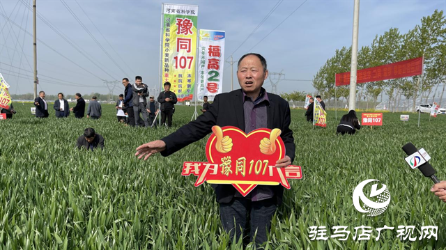 重磅！噸源種業(yè)再添強(qiáng)勢(shì)小麥品種，豫同107助農(nóng)增產(chǎn)豐收！