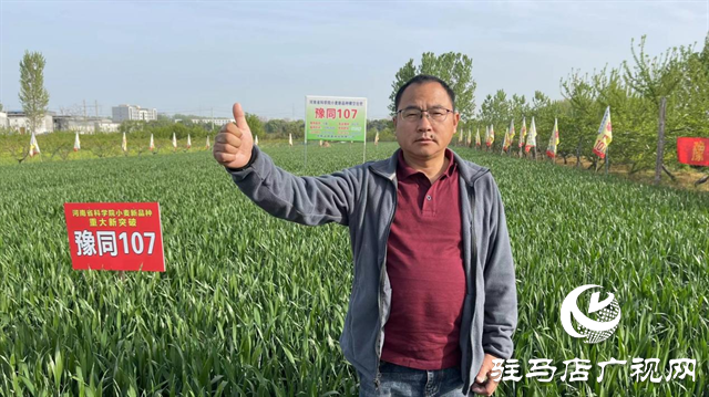 重磅！噸源種業(yè)再添強(qiáng)勢(shì)小麥品種，豫同107助農(nóng)增產(chǎn)豐收！