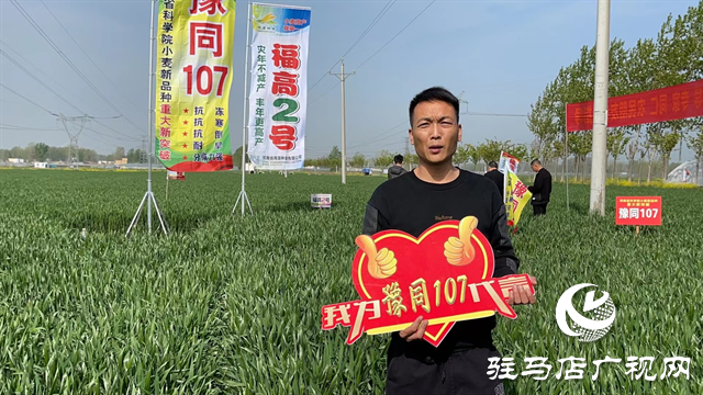 重磅！噸源種業(yè)再添強(qiáng)勢(shì)小麥品種，豫同107助農(nóng)增產(chǎn)豐收！
