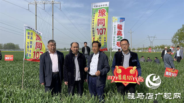 重磅！噸源種業(yè)再添強(qiáng)勢(shì)小麥品種，豫同107助農(nóng)增產(chǎn)豐收！