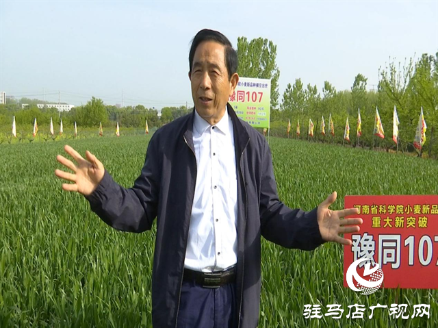 重磅！噸源種業(yè)再添強(qiáng)勢(shì)小麥品種，豫同107助農(nóng)增產(chǎn)豐收！