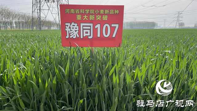 重磅！噸源種業(yè)再添強(qiáng)勢(shì)小麥品種，豫同107助農(nóng)增產(chǎn)豐收！