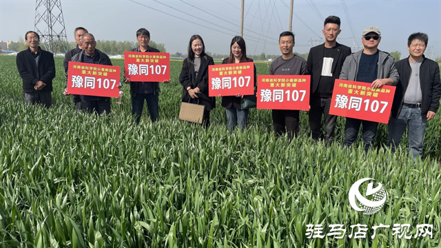 重磅！噸源種業(yè)再添強(qiáng)勢(shì)小麥品種，豫同107助農(nóng)增產(chǎn)豐收！
