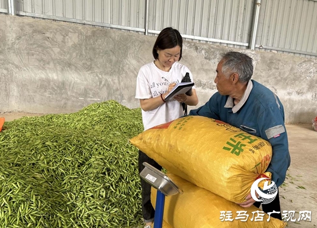 河南泌陽(yáng)：種植豌豆擴(kuò)寬致富路