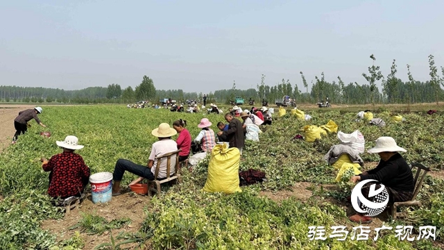 河南泌陽(yáng)：種植豌豆擴(kuò)寬致富路
