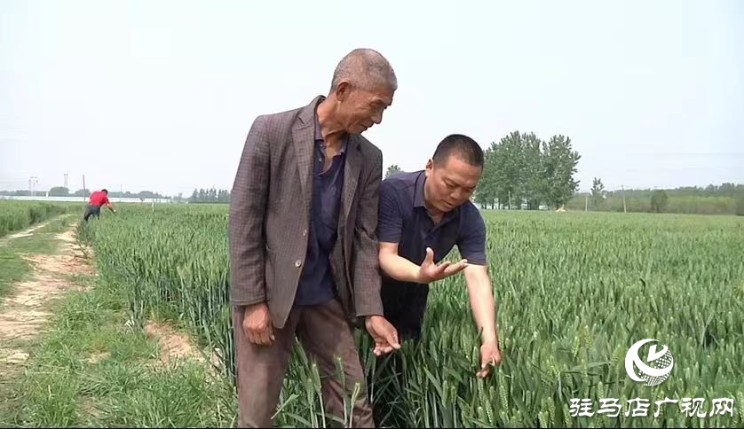 驛城區(qū)：巧借科技之力防治 助力夏糧豐產豐收