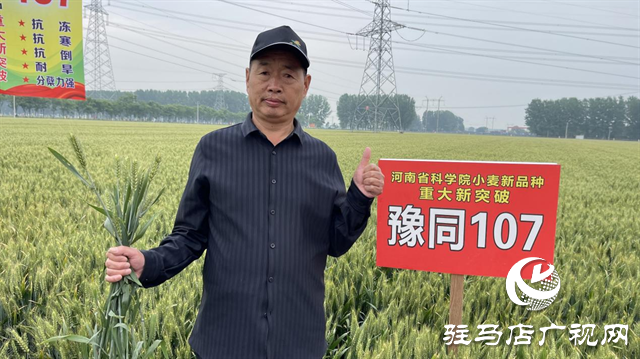 引領(lǐng)小麥新方向！噸源種業(yè)2023年豫同107觀摩會隆重召開