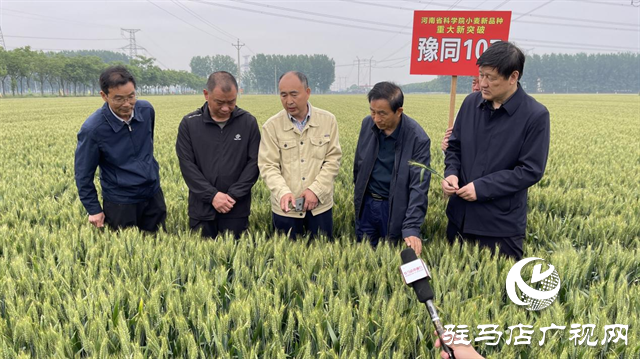 引領(lǐng)小麥新方向！噸源種業(yè)2023年豫同107觀摩會隆重召開