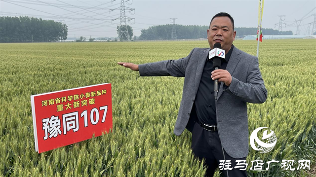 引領(lǐng)小麥新方向！噸源種業(yè)2023年豫同107觀摩會隆重召開