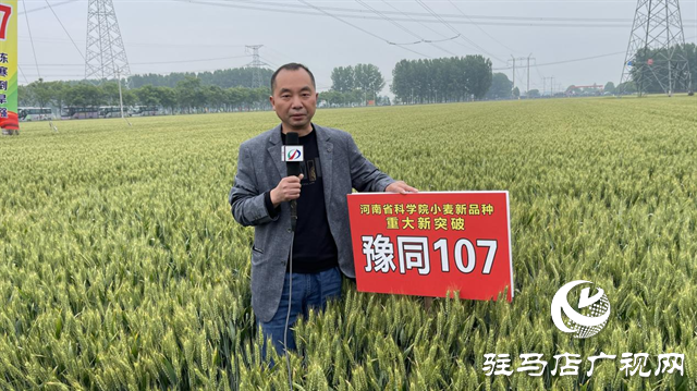 引領(lǐng)小麥新方向！噸源種業(yè)2023年豫同107觀摩會隆重召開
