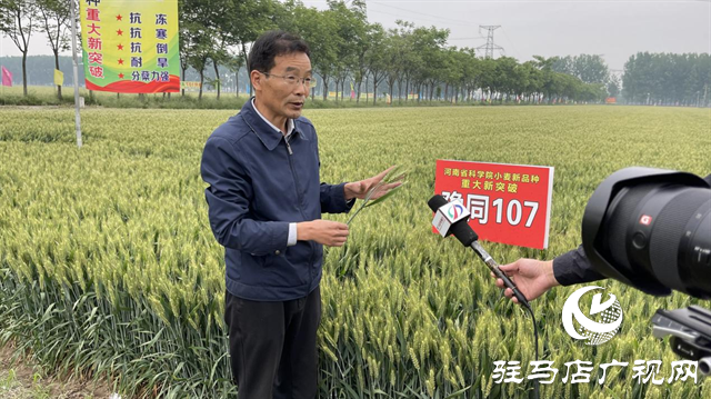 引領(lǐng)小麥新方向！噸源種業(yè)2023年豫同107觀摩會隆重召開