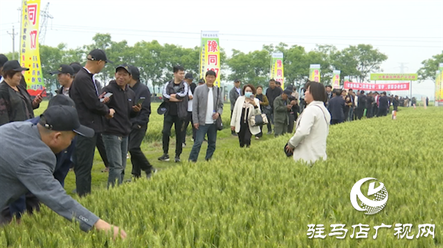 引領(lǐng)小麥新方向！噸源種業(yè)2023年豫同107觀摩會隆重召開