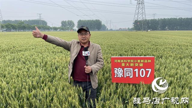 引領(lǐng)小麥新方向！噸源種業(yè)2023年豫同107觀摩會隆重召開