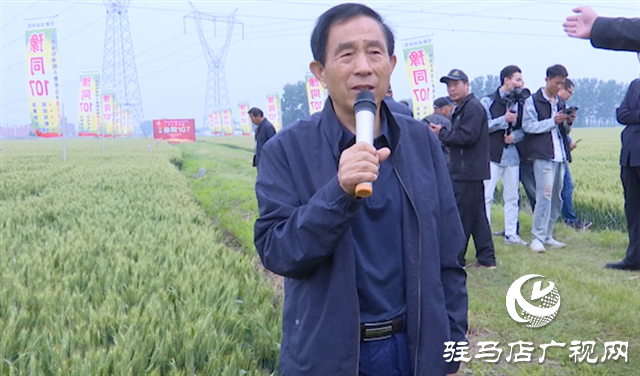引領(lǐng)小麥新方向！噸源種業(yè)2023年豫同107觀摩會隆重召開