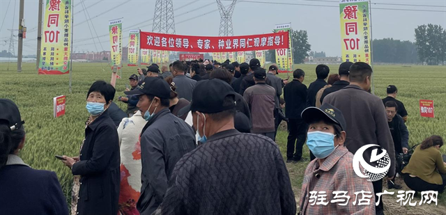 引領(lǐng)小麥新方向！噸源種業(yè)2023年豫同107觀摩會隆重召開