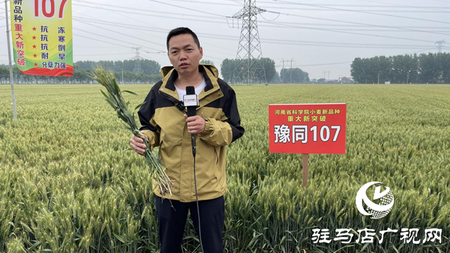 引領(lǐng)小麥新方向！噸源種業(yè)2023年豫同107觀摩會隆重召開