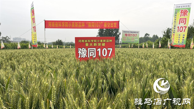 引領(lǐng)小麥新方向！噸源種業(yè)2023年豫同107觀摩會隆重召開