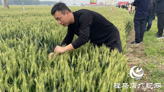 引領(lǐng)小麥新方向！噸源種業(yè)2023年豫同107觀摩會隆重召開