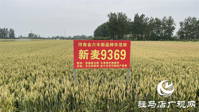 重磅！小麥新品種“新麥9369”落戶河南金六豐種業(yè)